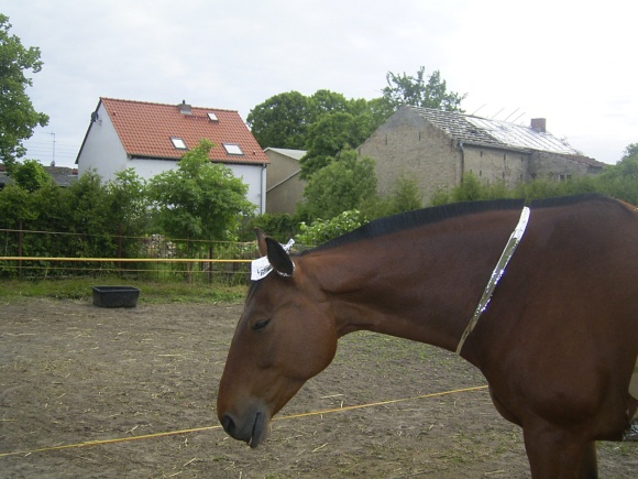 kondor11-5.jpg